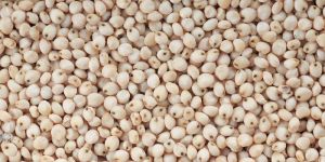 White Sorghum