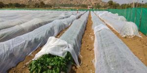 Crop Protection Cover