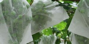 Fruit Cover Bag