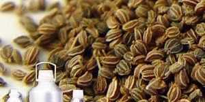 Celery Seed Oil