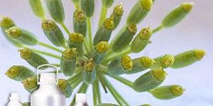 Fennel Oil