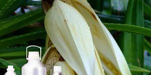 Kewra Oil