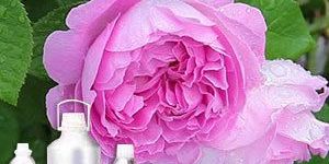 Rose Damask Absolute Oil