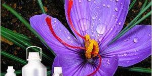 Saffron Absolute Oil
