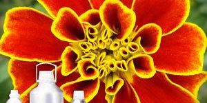 Tagetes Oil