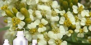 Tagette Absolute Oil