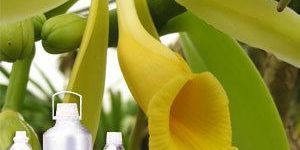Vanilla Absolute Oil