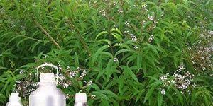 Verbena Oil