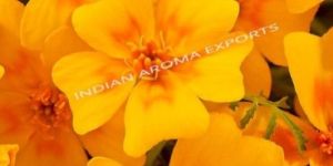 Tagette Absolute Oil