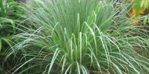 Lemon Grass