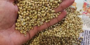 Coriander Seeds