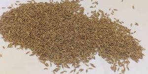 Cumine Seeds