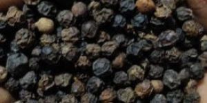 Black Pepper