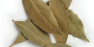 Dry Bay Leaf