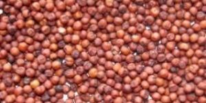 Finger Millet Seeds
