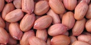 Peanut Kernels
