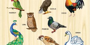 Wooden Bird Puzzle Tray Toy