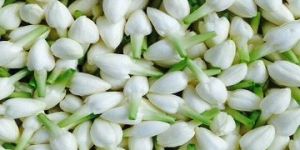 Jasmine Flowers