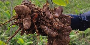 Organic Turmeric Finger