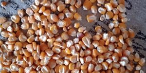MAIZE ( MAKKA )