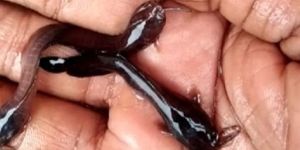 Desi Magur Fish Seeds