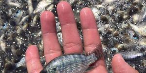 Monosex Tilapia Fish Seeds