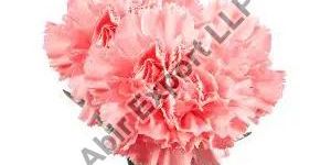 Carnation Flower