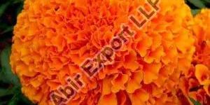 Marigold Flower