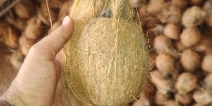 Semi Husked Coconuts