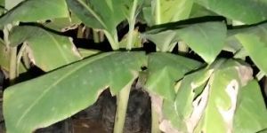 Banana Plants