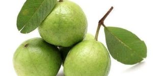 Fresh Guava