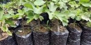 Anjeer Plant