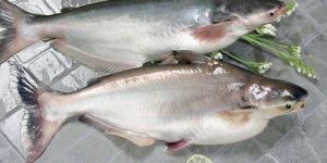 Fresh Pangas Fish