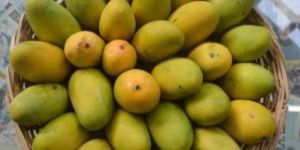 Fresh Dasheri Mango