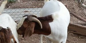 Boer Goat
