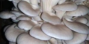 Oyster Mushroom