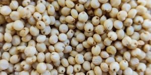 Sorghum Seeds