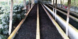 Vermicompost Plant Consultancy