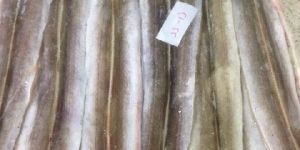 Frozen Eel Fish