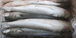 Frozen Mullet Fish