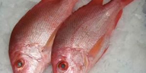 Frozen Red Snapper Fish