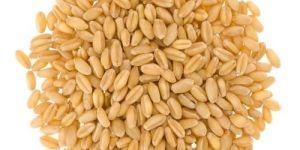 Hard Wheat Seeds