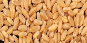 Sharbati Wheat Seeds