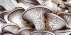Pearl Oyster Mushrooms