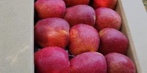Apples
