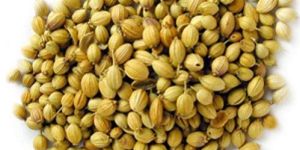 Dhania Seeds