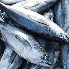 Tuna Fish