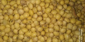 RVS 18 Soyabean Seeds Quality