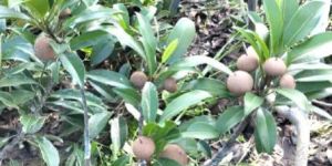 Chiku Plants/ chikoo plant