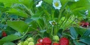 Strawberry Plant